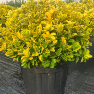 Euonymus japonica aurea