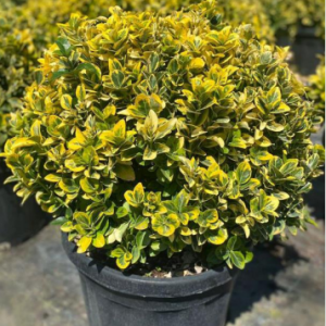Euonymus japonica aurea