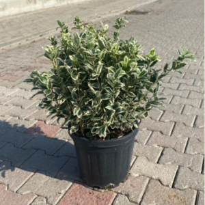 Euonymus japonica bravo