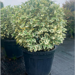 Euonymus japonica bravo
