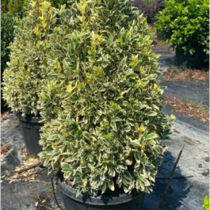 Euonymus japonica bravo pyramidalis