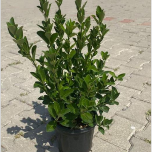 Euonymus japonica