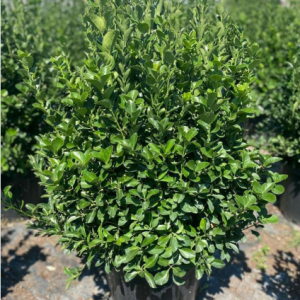 Euonymus japonica