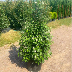 Feijoa sellowiana