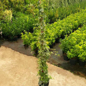 Hedera helix variegata
