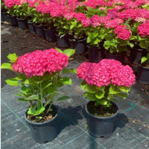 Hydrangea macrophylla