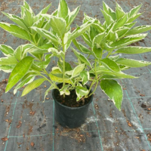 Hydrangea macrophylla var