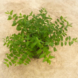 Hypericum moserianum tricolor