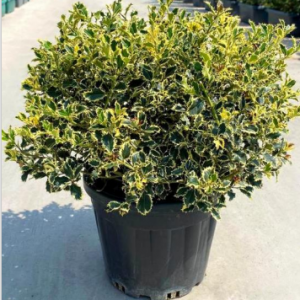 Ilex aquifolium variegata
