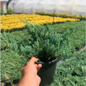 Juniperus blue chip