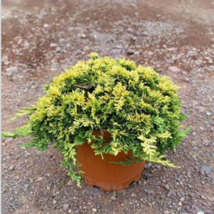 Juniperus horizontalis golden carpet