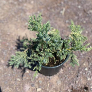Juniperus sabina blue carpet