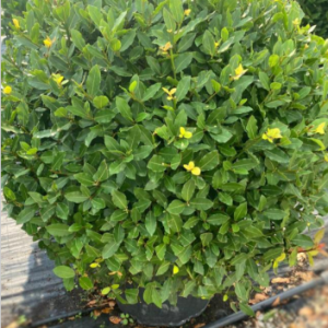 Laurus nobilis ball