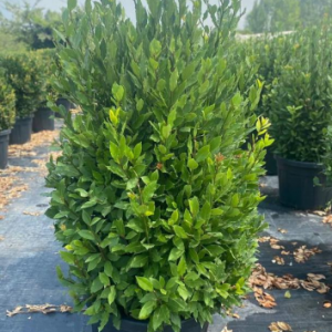 Laurus nobilis