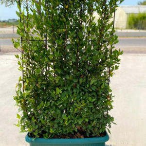 Laurus nobilis wall
