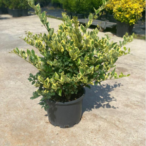 Ligustrum texanum variegata