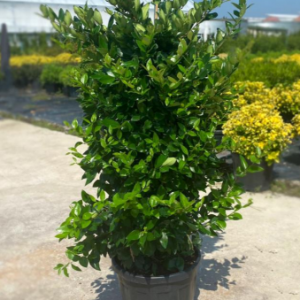 Ligustrum texanum