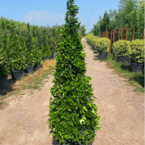 Ligustrum texanum pyramidalis