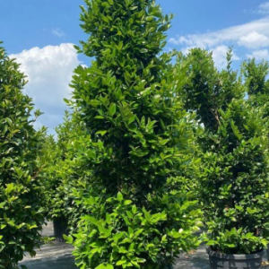 Ligustrum texanum pyramidalis