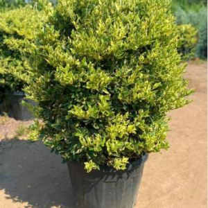 Ligustrum texanum variegata