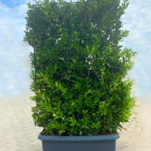 Ligustrum texanum wall