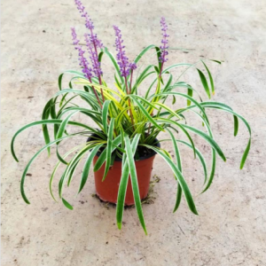 Liriope muscari var