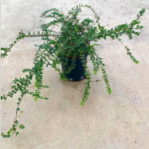 Lonicera nitida