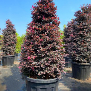 Loropetalum chinense black pearl pyramidalis